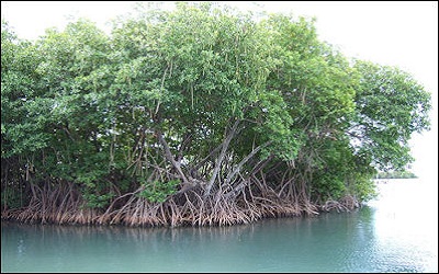 Mangrove Species Diversity of Sandwip Island of Chittagong, Bangladesh