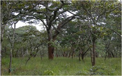 Evaluation of Natural Regeneration and Tree Species Diversity in Miombo Woodlands in Malawi
