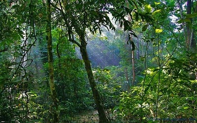 Preliminary Impacts of a Co-Management Program at Lawachara National Park, Bangladesh