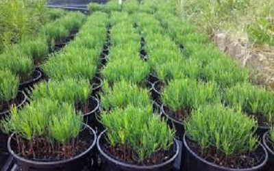 Growth and Survival of Pinus Seedlings as Influenced by Different Mycorrhizae and Ordinary Soil Ratios in a Nursery
