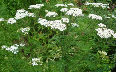 Influence of Extraction Methods on the Composition of Essential Oils of Achillea millefolium L. from Lithuania