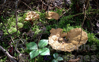 Lichen Diversity in the Sacred Forest Fragments of Central Western Ghats