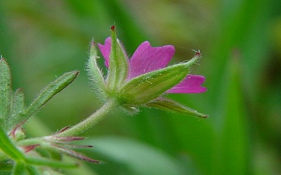 An Assessment of Diversity of Genus Geranium L.
(Geraniaceae) in India with Special Emphasis on Indian Himalayan Region