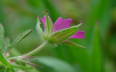 An Assessment of Diversity of Genus Geranium L.
(Geraniaceae) in India with Special Emphasis on Indian Himalayan Region