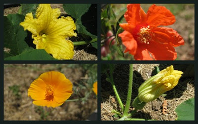 Growth Performance of Uapaca kirkiana Müell. Arg
Provenances in a Breeding Seedling Orchard in Malawi