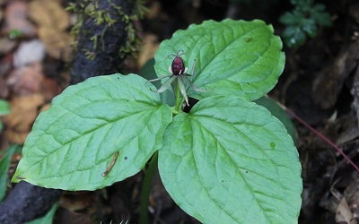 Nagchhatri- A Plant in Peril