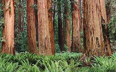 Spatial Variation in Dominant Height and Basal Area Development in a Coast Redwood Forest: Implications for Inventory and Modeling