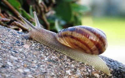 Effective Knowledge and Conservation of Continental Molluscs in Brazil, South America, With Special Emphasis in Land Gastropods: The Current Situation
