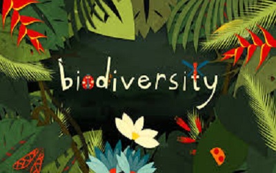 The Role of Sustainable Remediation in the Preservation of Biodiversity: Areas of Opportunities