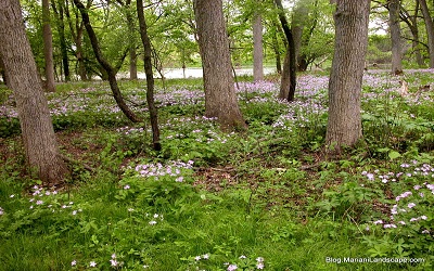 Increasing Invasion of Alliaria petiolata (M. Bieb.) Cavara and Grande and Change in the Understory Community across Eight Years in a Fragmented Illinois Woodland