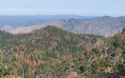 Satellite Image Mapping of Tree Mortality in the Sierra Nevada Region of California from 2013 to 2016