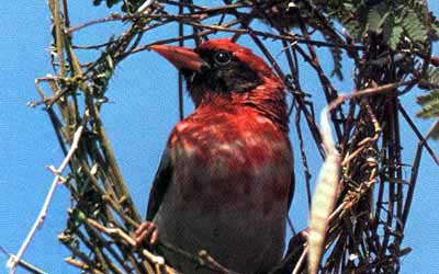 The Farmerâ€™s Perception On Weaverbird Pest On Agricultural Crop Damage In Ekona Farming Area, Southwest Region, Cameroon