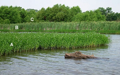 Enhancing Biodiversity by Restoring Wetland Vegetation Communities in Irrigation Ponds