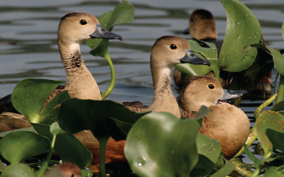 Habitat Selection of Dendrocygna javanica in Heterogeneous Lakes of Malaysia