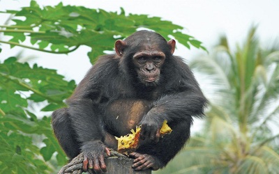 Estimation of Chimpanzeeâ€™s (Pan Troglodytes Ellioti) Abundance in the KimbiFungum National Park and Kom-Wum Forest Reserve, Nw, Cameroon