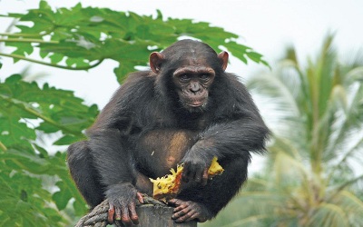 Estimation of Chimpanzee’s (Pan Troglodytes Ellioti) Abundance in the KimbiFungum National Park and Kom-Wum Forest Reserve, Nw, Cameroon