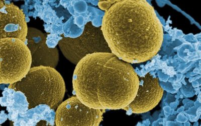 Characterization and Optimization Studies on Poly[(R)-3-Hydroxybutyrate] Producing Moderately Halotolerant Bacterial Strains Isolated from Saline Environment