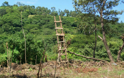 The Niche of Tree And Crop in Traditional Home Garden Agro-forestry System- In Case of Agro-biodiversity Conservation at Farm Level in Boricha and Wondo Genet, Sidama, SNNPRs Ethiopia