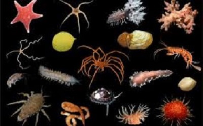 Investigation of the Cultural and Artistic Elements in the Biodiversity Policies and Strategies in Ghana