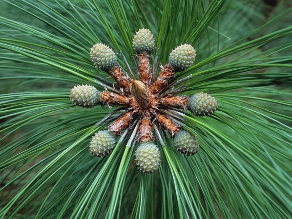 Allelopathical Effects of Gmelina arborea on Diameter and Height of Pinus kesiya