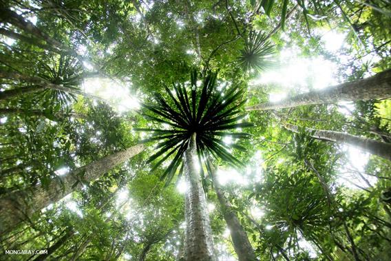 Implications of Participatory Land Use Plans on Forest Governance and Ecosystem Integrity in, Kigoma Region – Western Tanzania