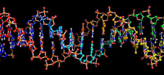 Young Research Forum- 2nd World Congress on Peptide