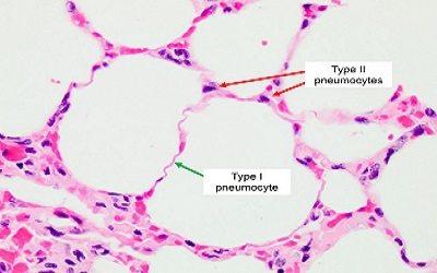 Gas Exchange