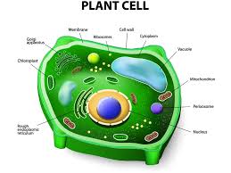 Eukaryotic Cells Present In Green Plants