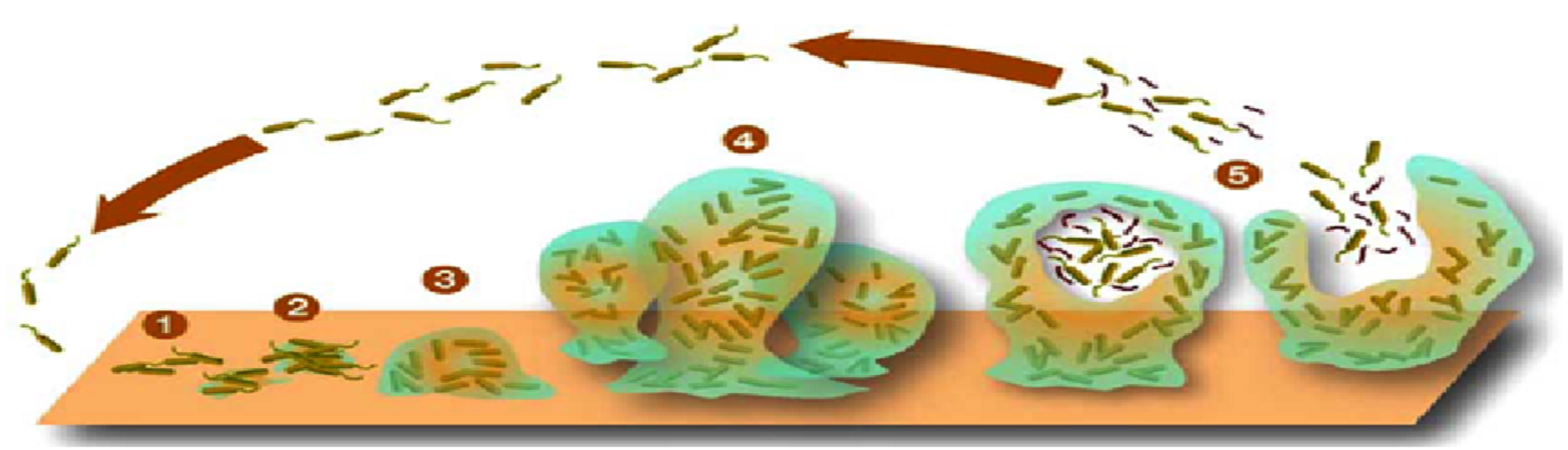 Biofilm Environmentome: A Survival Experiment