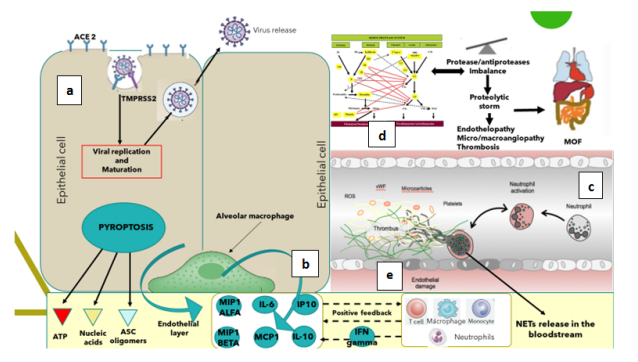 COVID-19: Neutrophils
â€œUnfriendly Fireâ€ Imbalances
Proteolytic Cascades Triggering
Clinical Worsening and Viral
Sepsis. Potential Role Explanation
for Convalescent Plasma as
â€œFirehoseâ€