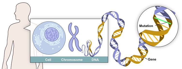 Prologue to a Survey Arrangement 
on Comprehension and Treating 
Essential Immunodeficiency