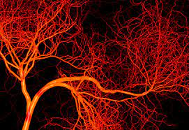 Blood vessels may be tiny however they cowl a lot of ground