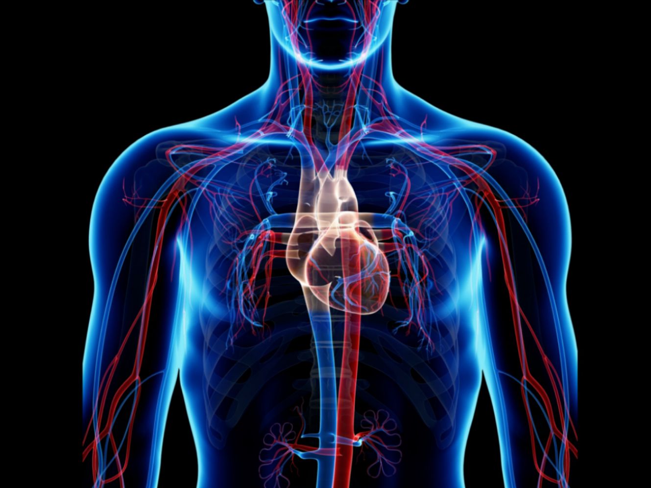 The Circulatory Machine is Made Up of Blood Vessels That Carry Blood Away