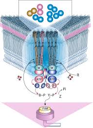 Signal transduction pathways regulate diverse processes in cell division, development, and differentiation