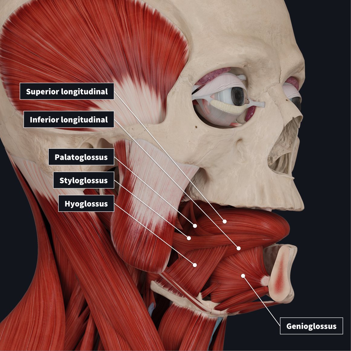 Bioinspired Actuators with Intrinsic Muscle-Like Mechanical Properties