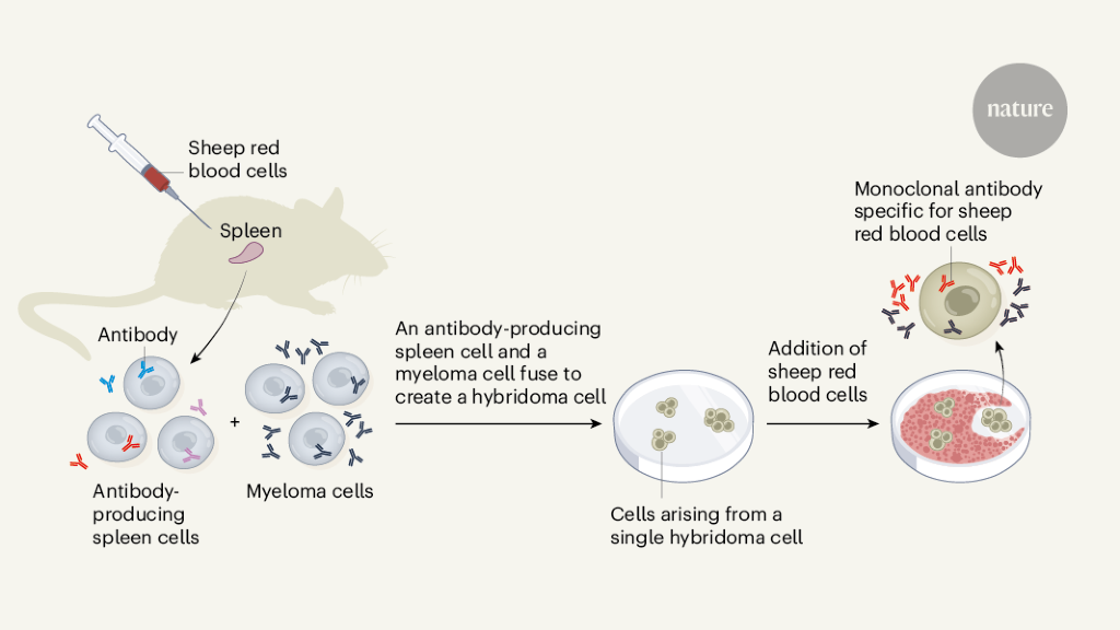 Monoclonal Antibodies Treatment