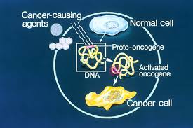 An oncogene is a changed quality that adds to the improvement of a malignant growth