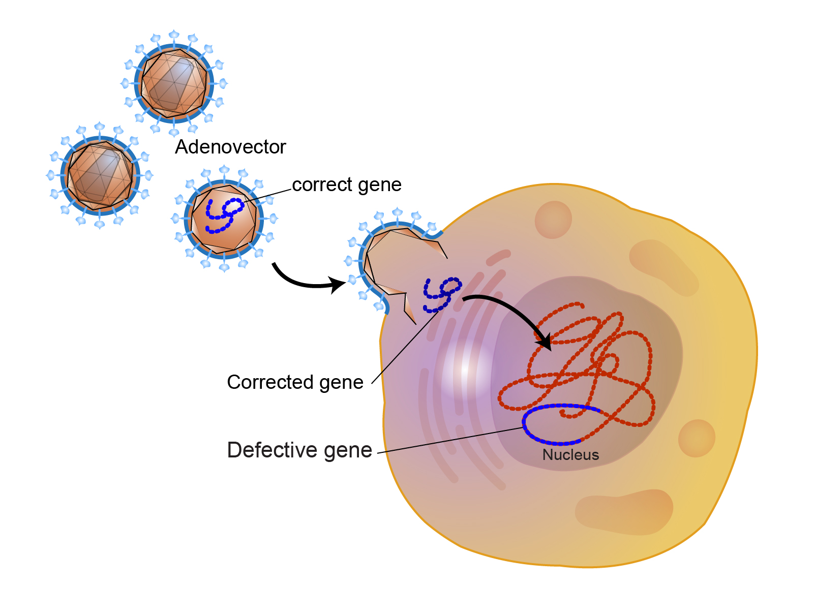 Quality treatment is a method of treating or forestalling infection by adjusting the hereditary guidelines