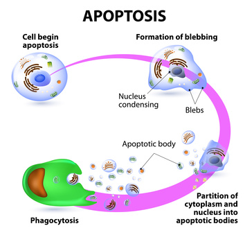 The Molecular Relationships between Apoptosis, Autophagy and Necroptosis