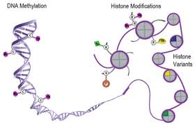Change of Epigenetic Modification and Human Reproduction