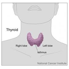 Targeted Therapy and Drug Resistance in Thyroid Cancer