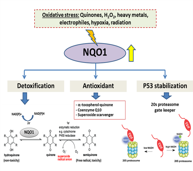 Roles of NAD (P) H-Quinone Oxidoreductase 1 (NQO1) On Cancer Progression and Chemoresistance