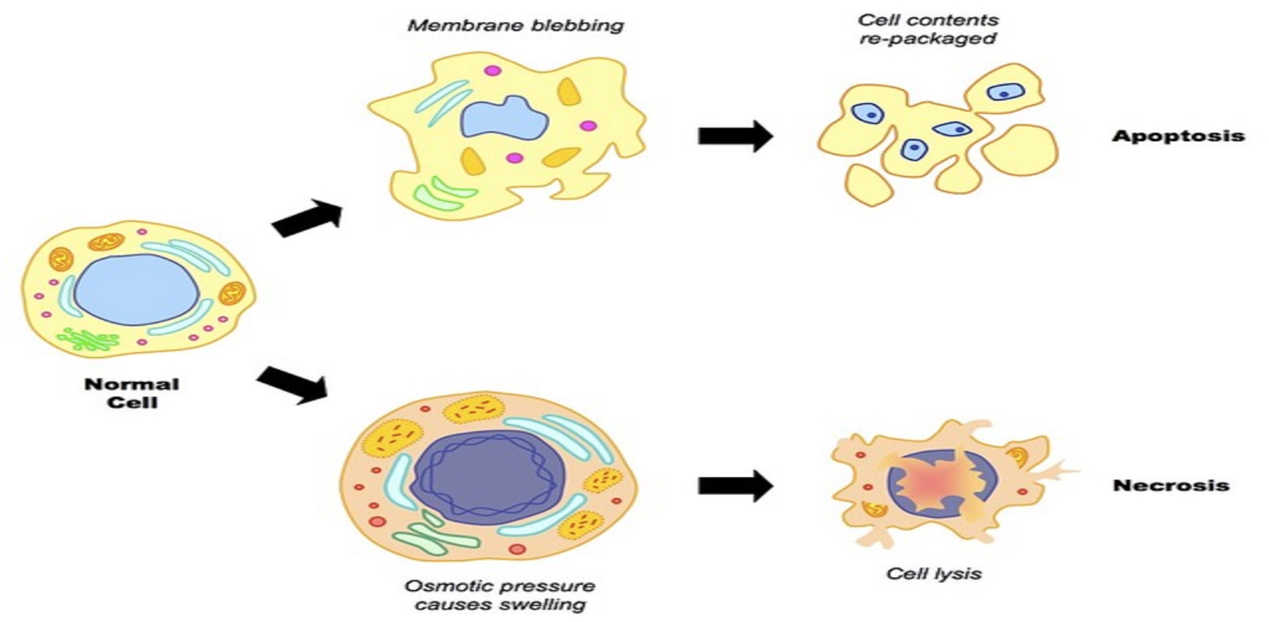 Mcl-1 is a Gate Keeper Regulating Cell Death in Cancer Cells