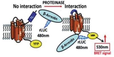 Ca2+ and Camp: Do these Intracellular Messengers Work’Independently? Of Course Not, and the History Goes Ahead…