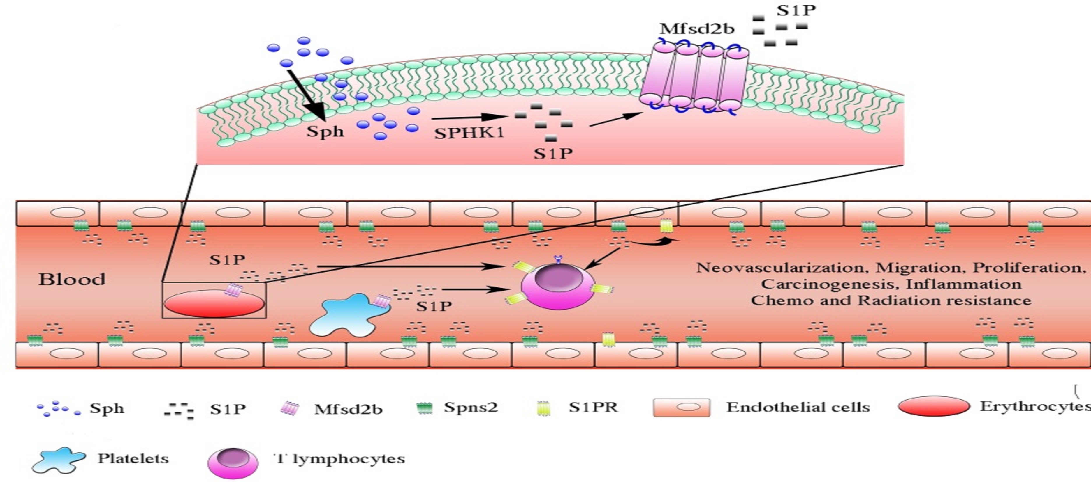 Mfsd2b, a Novel Sphingosine-1-Phosphate Transporter: Implication in Cancer Therapeutics