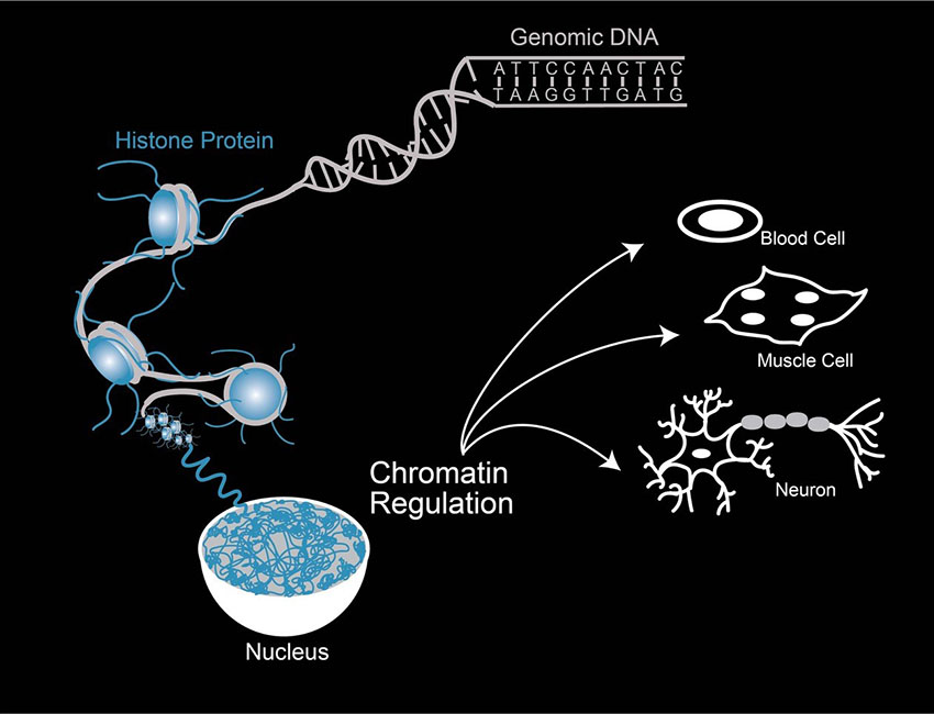 Instability in Protein Synthesis Due to Chromatin and Genomic Variability