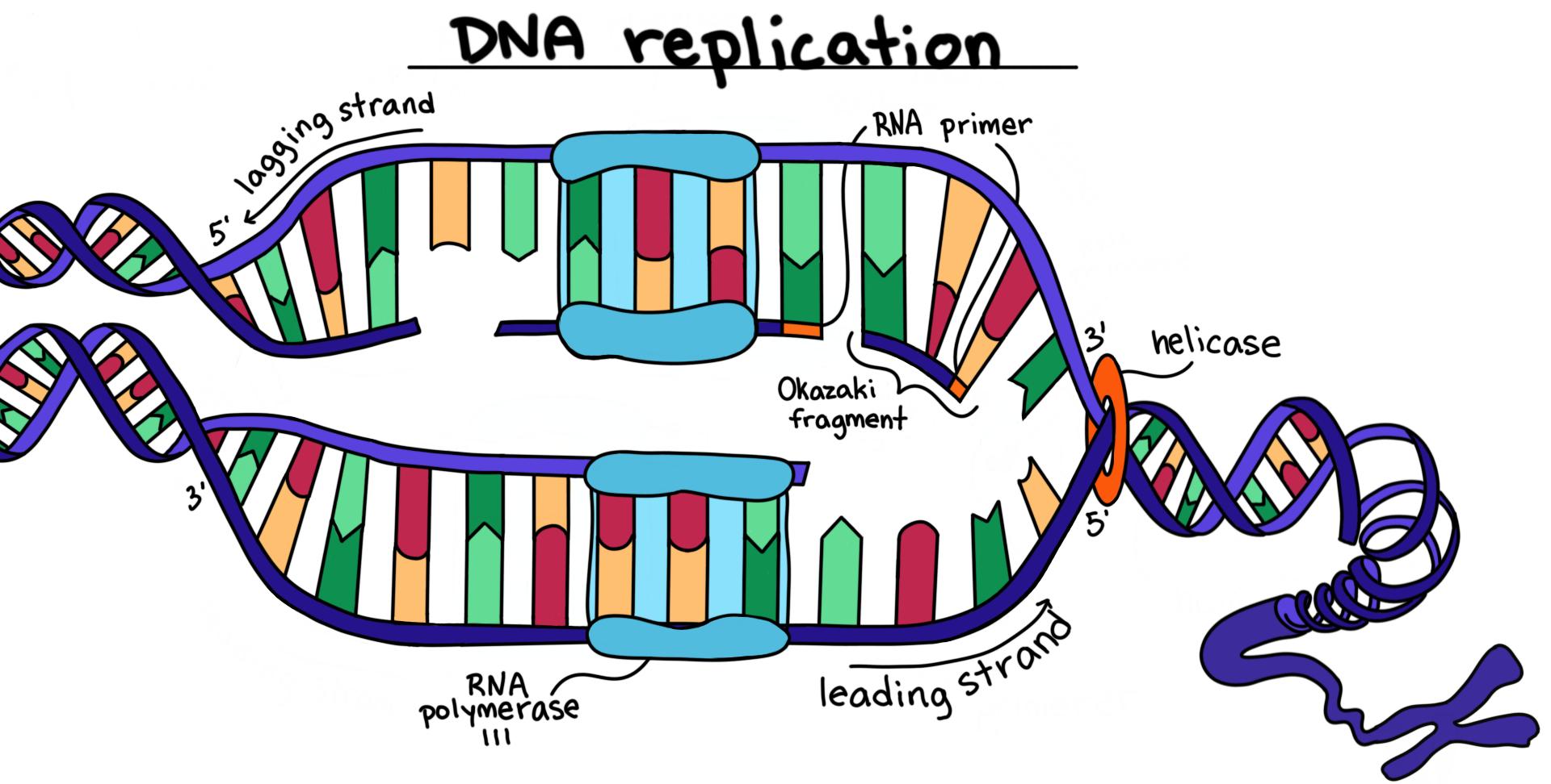 The Genetics of DNA Synthesis at a Molecular Level