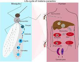 Single Genome Sequencing Reveals within Host Evolution of Human Malaria Parasites