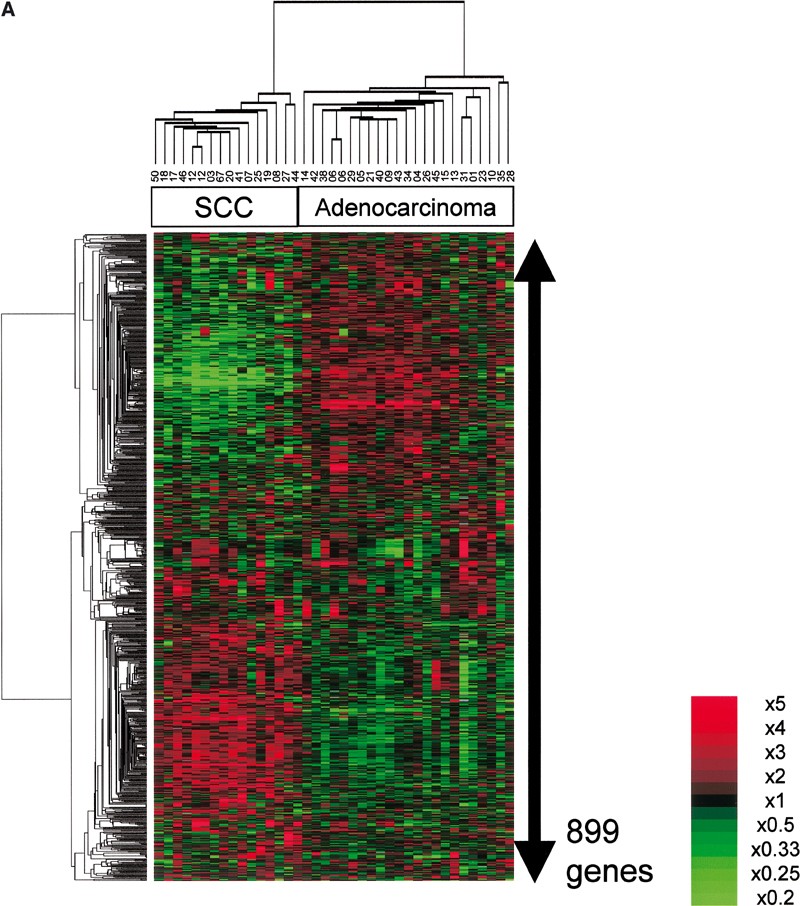 Analysis of Gene Expression Profiles of Lung Cancer Subtypes with Machine Learning Algorithms