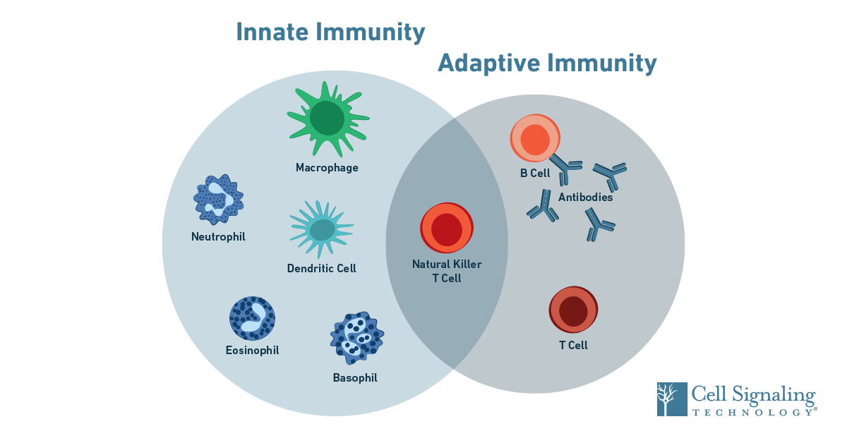 Barrier Defenses and the Innate Immune Response